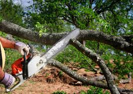 How Our Tree Care Process Works  in  Le Roy, IL