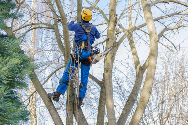 Le Roy, IL Tree Care Company